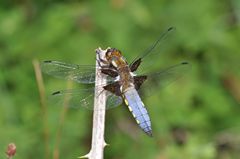 Libellula depressa
